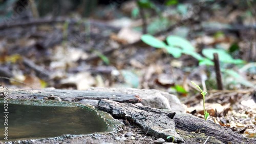 Beautiful yellow headed woodpecker,4K video. Greater yellow naped woodpecker bird drinking water from small pond in tropical forest. photo