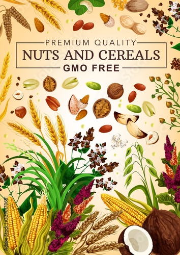 Cereal grains and nuts gmo free, food nutrition, natural healthy wheat, rye, buckwheat grain, coconut and hazelnut, walnut and almond, sunflower seeds, corn, pistachio superfood. Vector poster