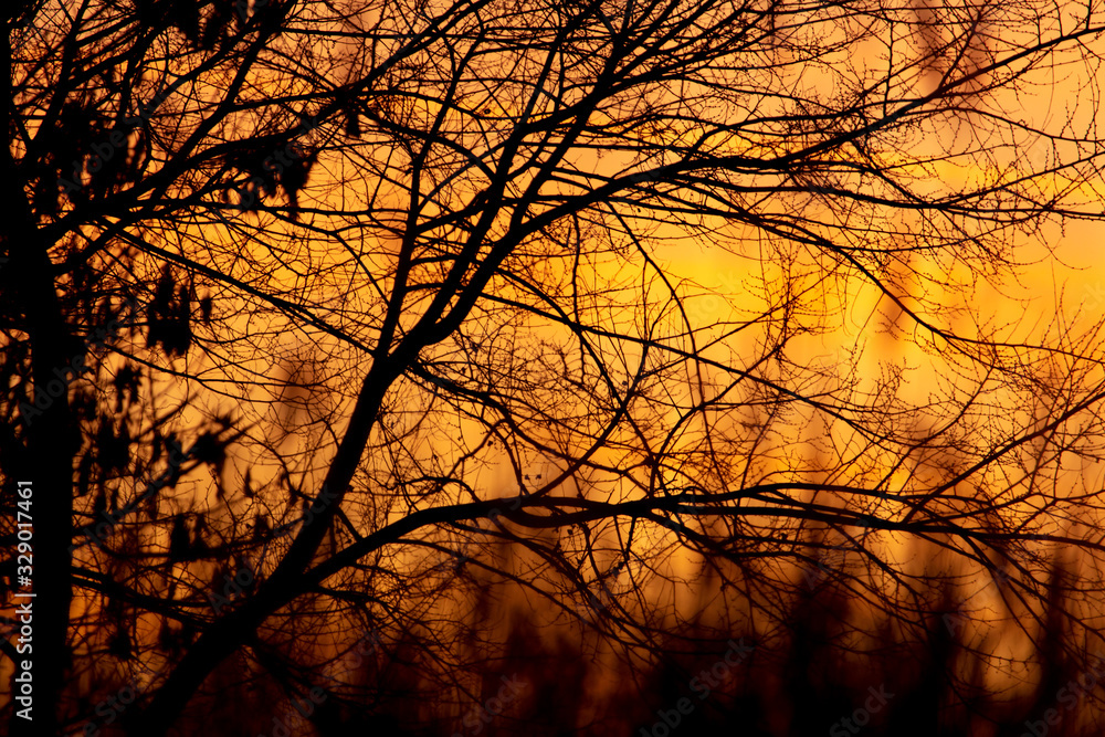 Tree branches on a sunset background Tree branches on a sunset background