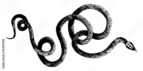 vector  snakes pencil drawing, vintage style graphic black and white, viper, python illustration