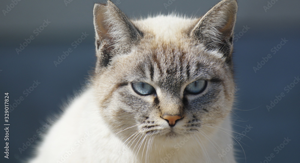 Fototapeta premium カワイイ猫ちゃん