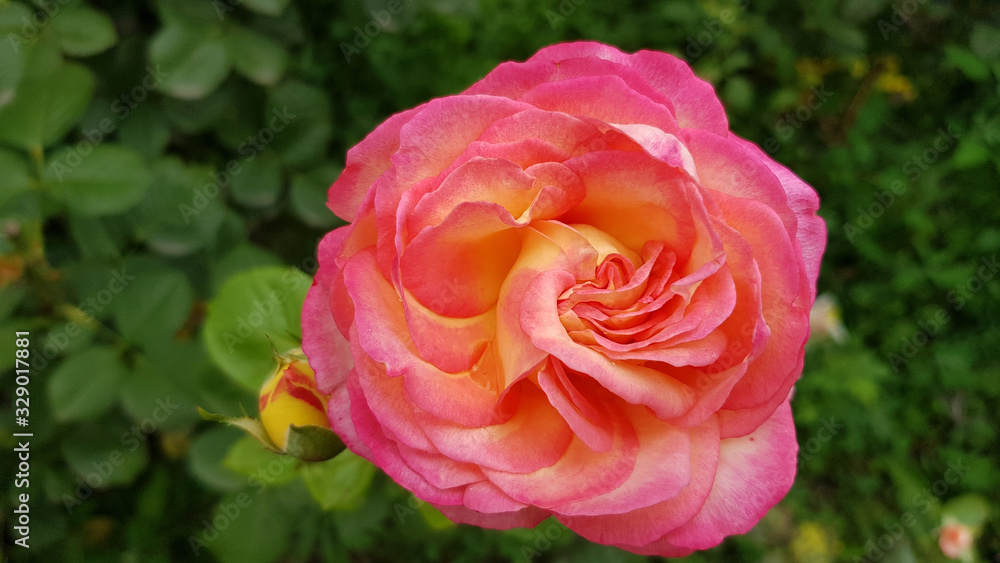 Pink rose in garden. Luxuriant light pink rose with touch of yellow color. Single rose flower closeup. Beauty of blooming flowers. Pink rose in garden. Luxuriant light pink rose with touch of yellow color. Single rose flower closeup. Beauty of blooming flowers.