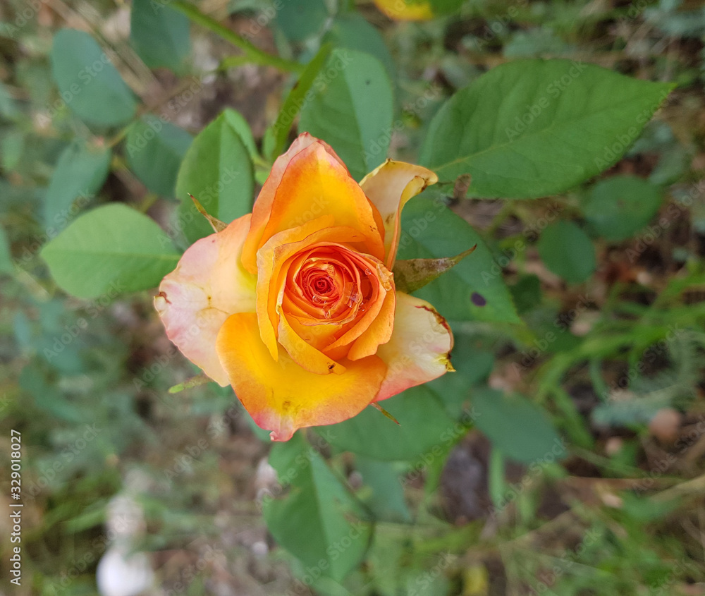 Yellow rose in the garden. Bright orange yellow rose top view. Single rose flower with fresh green leaves background. Closeup of rose blossom on green bush. Beauty of nature. Yellow rose in the garden. Bright orange yellow rose top view. Single rose flower with fresh green leaves background. Closeup of rose blossom on green bush. Beauty of nature.