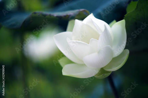 A beautiful white lotus in a summer pond