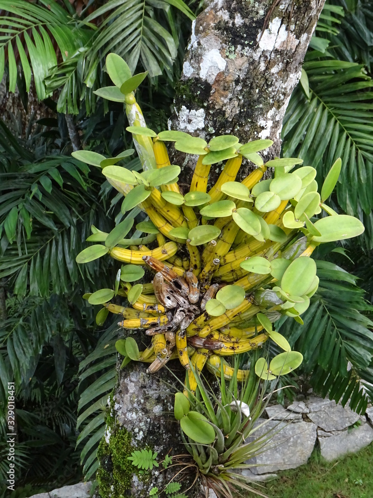 Fototapeta premium Plantas y orquideas de Cuba