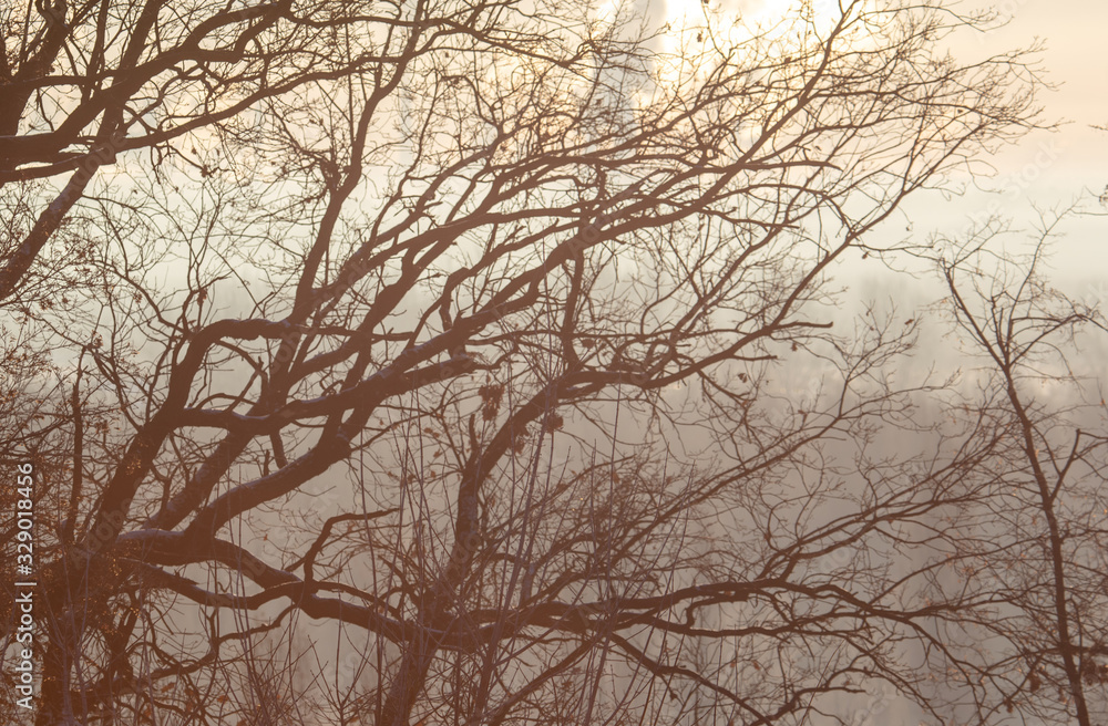 Bare tree branches in the fog at dawn Bare tree branches in the fog at dawn