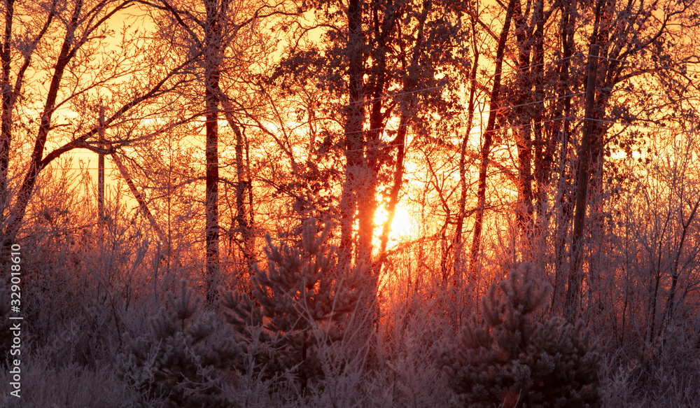 Fototapeta Nagie gałęzie drzewa na śniegu o świcie w zimie