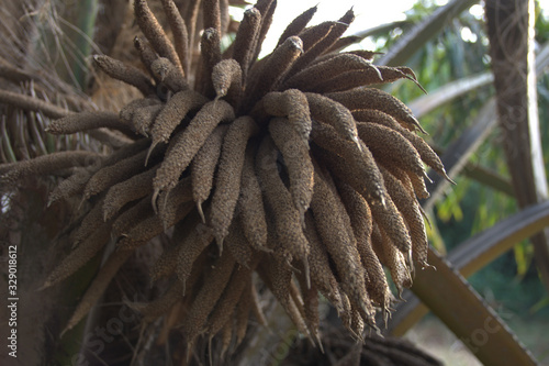 Plantas y arboles de Senegal