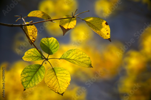 Several light-transmitting leaves on the treetops in the afternoon swayed in the wind