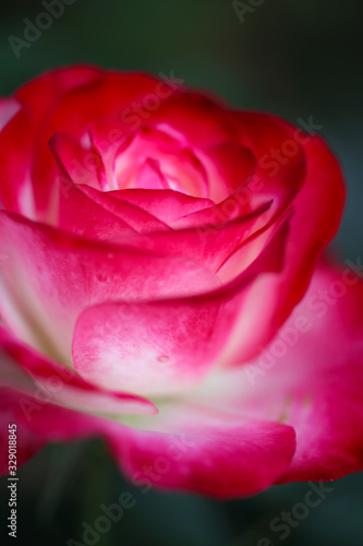 Close up of red and white rose petals