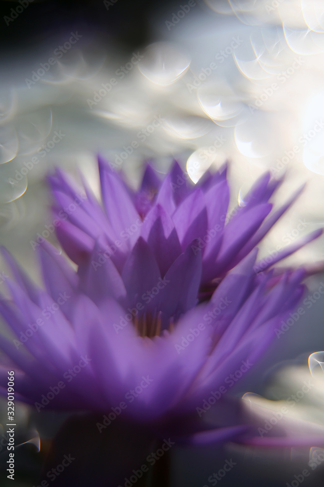 Beautiful blooming purple lotus in the pond in the morning Beautiful blooming purple lotus in the pond in the morning