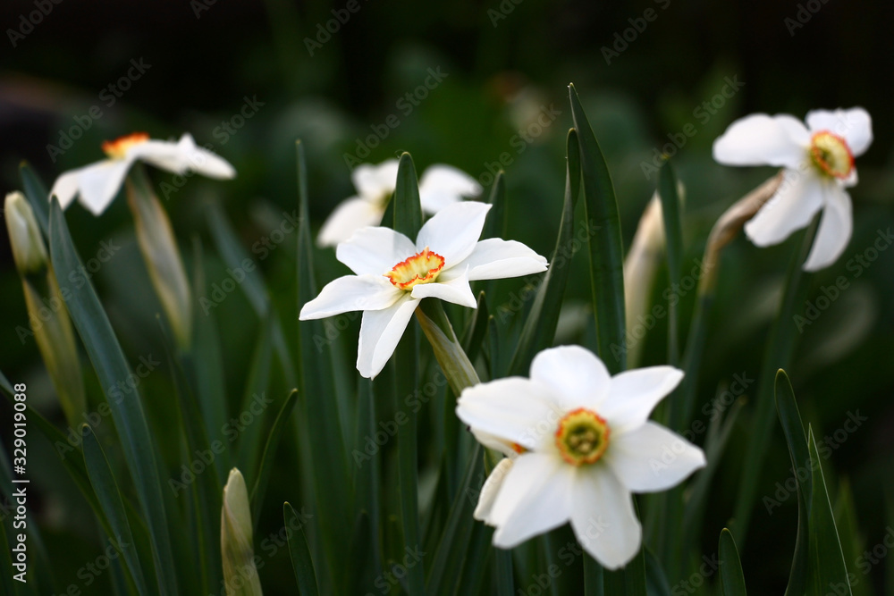 Simple white flowers of narcissuses with a yellow crown and an orange fringing on a crown. Simple white flowers of narcissuses with a yellow crown and an orange fringing on a crown.