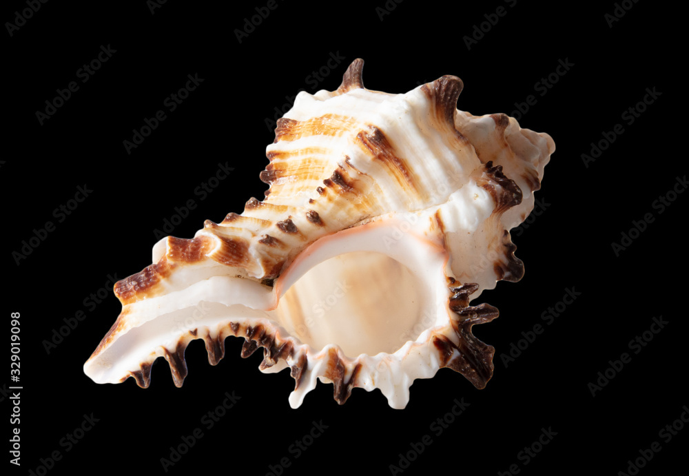 Sea shell isolated on a black background Sea shell isolated on a black background