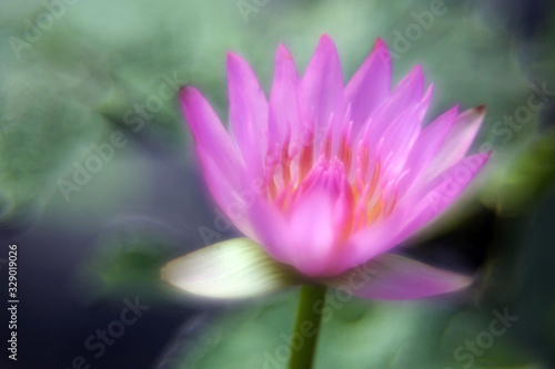 Early morning pond with a beautiful pink lotus flower that is about to bloom