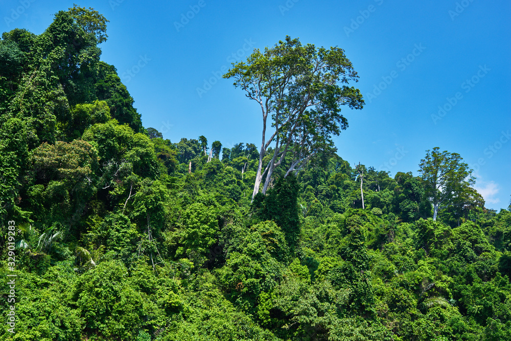 Amazing scenic view tropical forest with lush tree crowns on blue sky background.