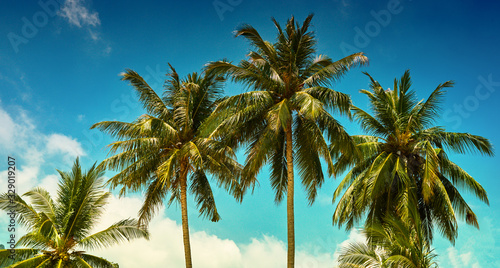 Looking up and see lush green palm fronds and bright blue sky, welcome on vacation! Palm trees at tropical coast against blue sky, vintage toned and stylized, coconut tree, summer tree, retro. © eskstock