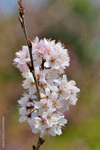 Cherry blossom flower (Cerasus pseudocerasus),in the Taiwan photo