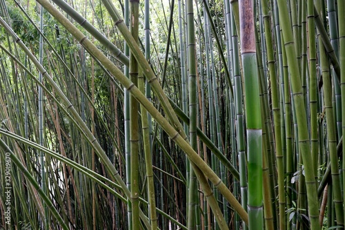 Jardim botanico da univercidade Coimbra Portugal