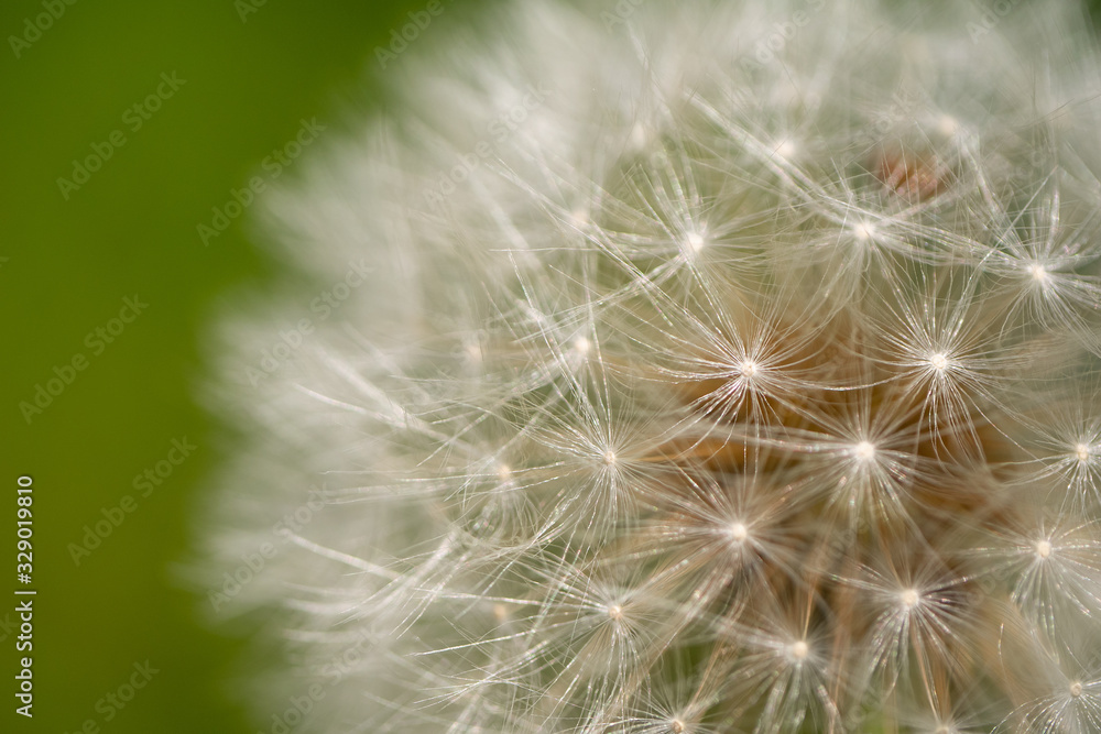 Fototapeta premium 綿毛になったタンポポのクローズアップ。