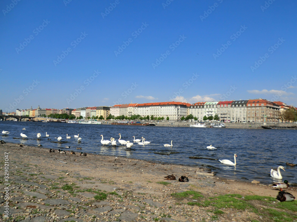 swans swimming in the Moldovan river of Prague