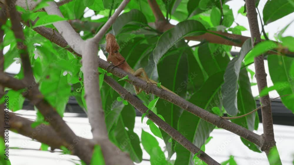 Calotes versicolor Calotes versicolor