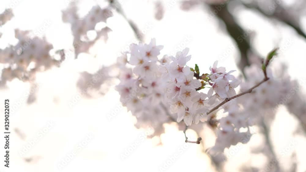 close up perfect full bloom cherry blossom flower, Japanese Asian Culture marco cherry blossom pink Sakura tree at Tokyo, Japan. close up perfect full bloom cherry blossom flower, Japanese Asian Culture marco cherry blossom pink Sakura tree at Tokyo, Japan.