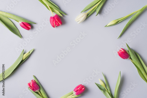 Tulips flat lay with pink and white flowrs on blue background.