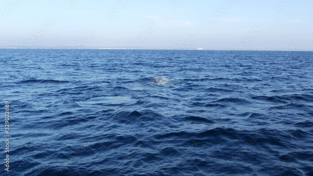 Seascape View from the boat of Grey Whale in Ocean during Whalewatching trip, California, USA. Eschrichtius robustus migrating south to winter birthing lagoon along Pacific coast. Marine wildlife Seascape View from the boat of Grey Whale in Ocean during Whalewatching trip, California, USA. Eschrichtius robustus migrating south to winter birthing lagoon along Pacific coast. Marine wildlife