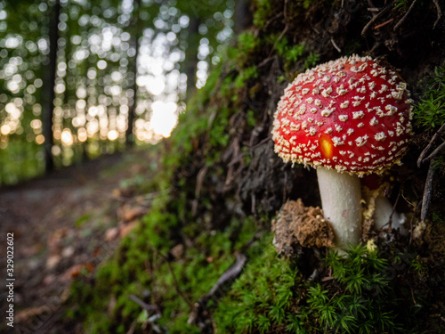 Closeup of a toadstool in green forest