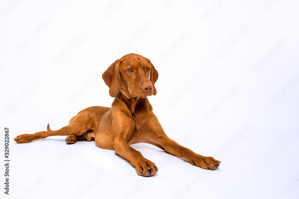 Beautiful hungarian vizsla dog full length studio portrait. Dog lying down and looking to the side over white background. Beautiful hungarian vizsla dog full length studio portrait. Dog lying down and looking to the side over white background.