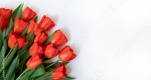Fototapeta Naklejka Na Ścianę i Meble -  Pink tulips on the white background. Easter and spring greeting card.