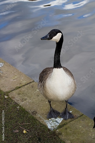 British Geese Up Close On A British Canal