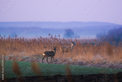 European roe deer - Capreolus capreolus on morning field