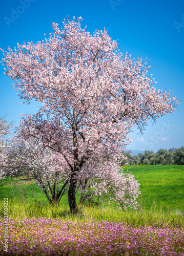 Spring in Cyprus - beautiful almond blossoming trees in the village of Klirou near Nicosia, Cyprus