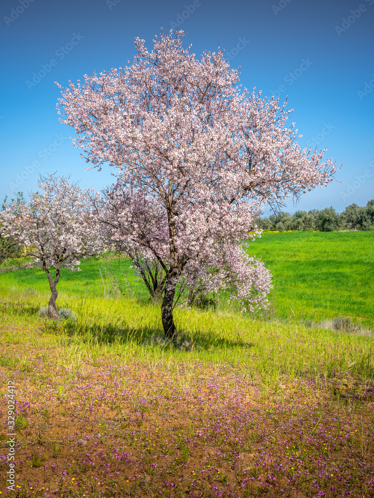 Spring in Cyprus - beautiful almond blossoming trees in the village of Klirou near Nicosia, Cyprus Spring in Cyprus - beautiful almond blossoming trees in the village of Klirou near Nicosia, Cyprus