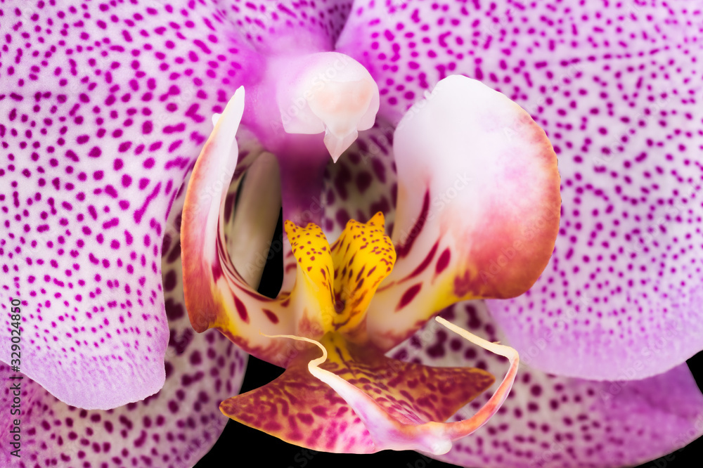 Extreme close up of pink phalaenopsis or Moth orchid from isolated on black Extreme close up of pink phalaenopsis or Moth orchid from isolated on black