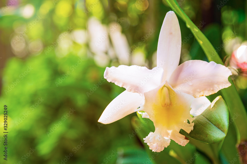 White Cattleya orchids with leaves with green nature background. White Cattleya orchids with leaves with green nature background.