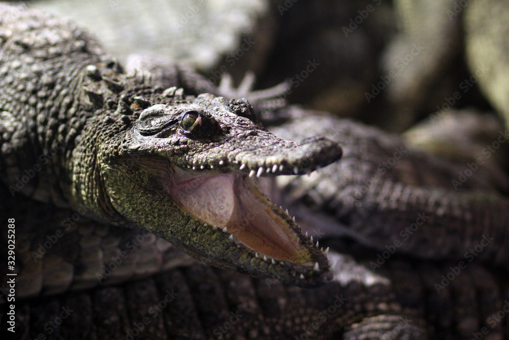Fototapeta premium Крокодил