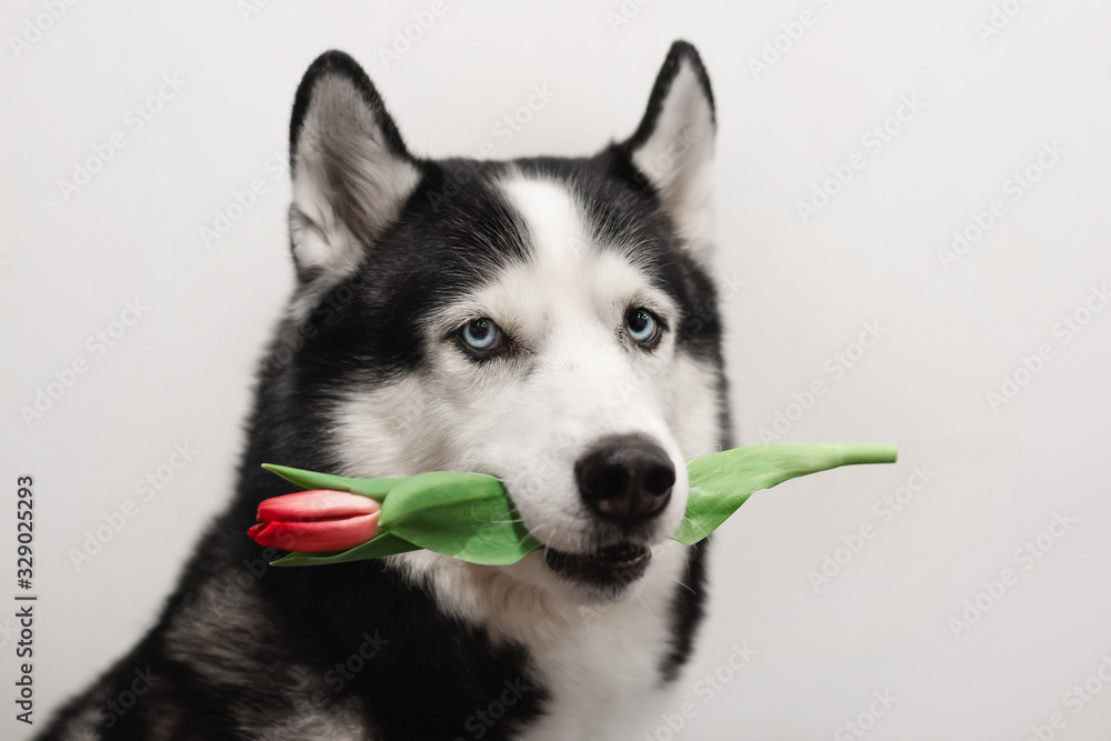 Portrait of Siberian Husky black and white colour with blue eyes. Cute dog holds a red tulip in his mouth. Valentine's day, women's day, mother's day, birthday