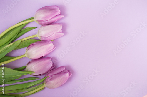 Fototapeta Naklejka Na Ścianę i Meble -  Purple tulips on the purple background with copyspace