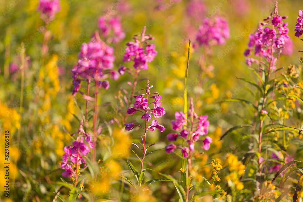 flowers of Fireweed, Chamaenerion angostifolium on a sunny summer day flowers of Fireweed, Chamaenerion angostifolium on a sunny summer day