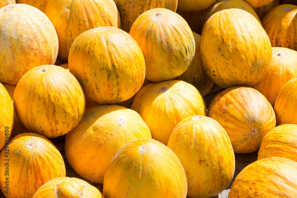 Background of ripe yellow melons lit by the sun