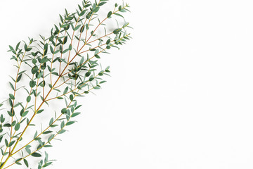 Eucalyptus leaves on white background. Pattern made of eucalyptus branches. Flat lay, top view, copy space