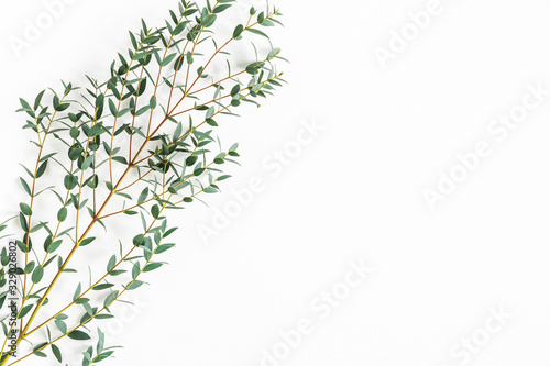 Eucalyptus leaves on white background. Pattern made of eucalyptus branches. Flat lay, top view, copy space