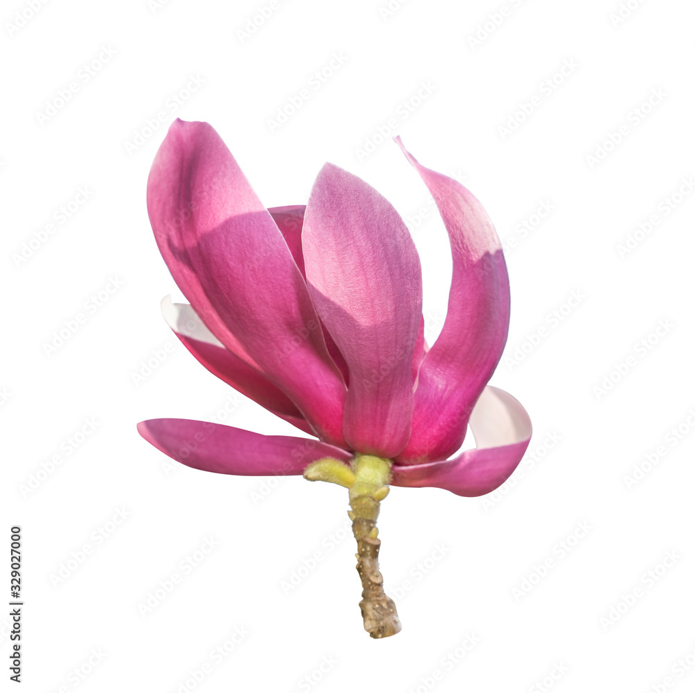magnolia isolated on white background magnolia isolated on white background
