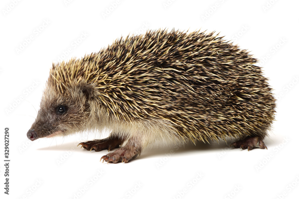 Obraz premium Hedgehog isolate on white background