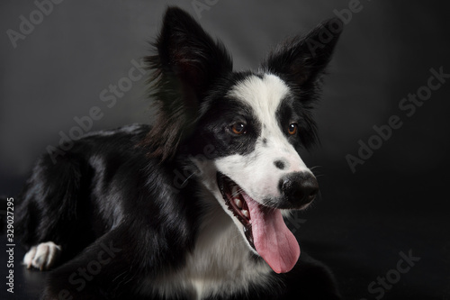 Border Collie puppy 