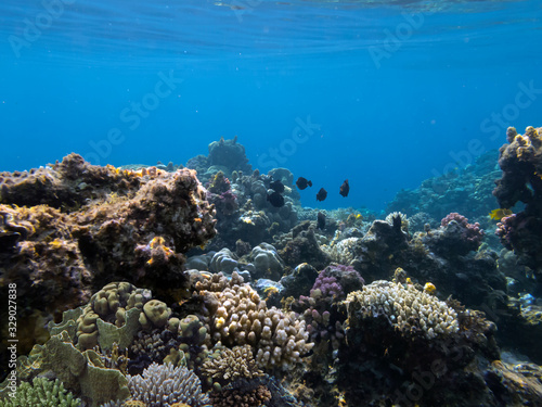 Fototapeta Naklejka Na Ścianę i Meble -  The Best Coral Reef Locations: Red Sea are the largest natural structures in the world