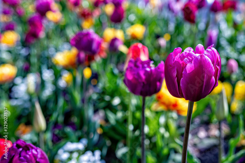 Multicolored tulips bloom in the garden during the first warm days of spring