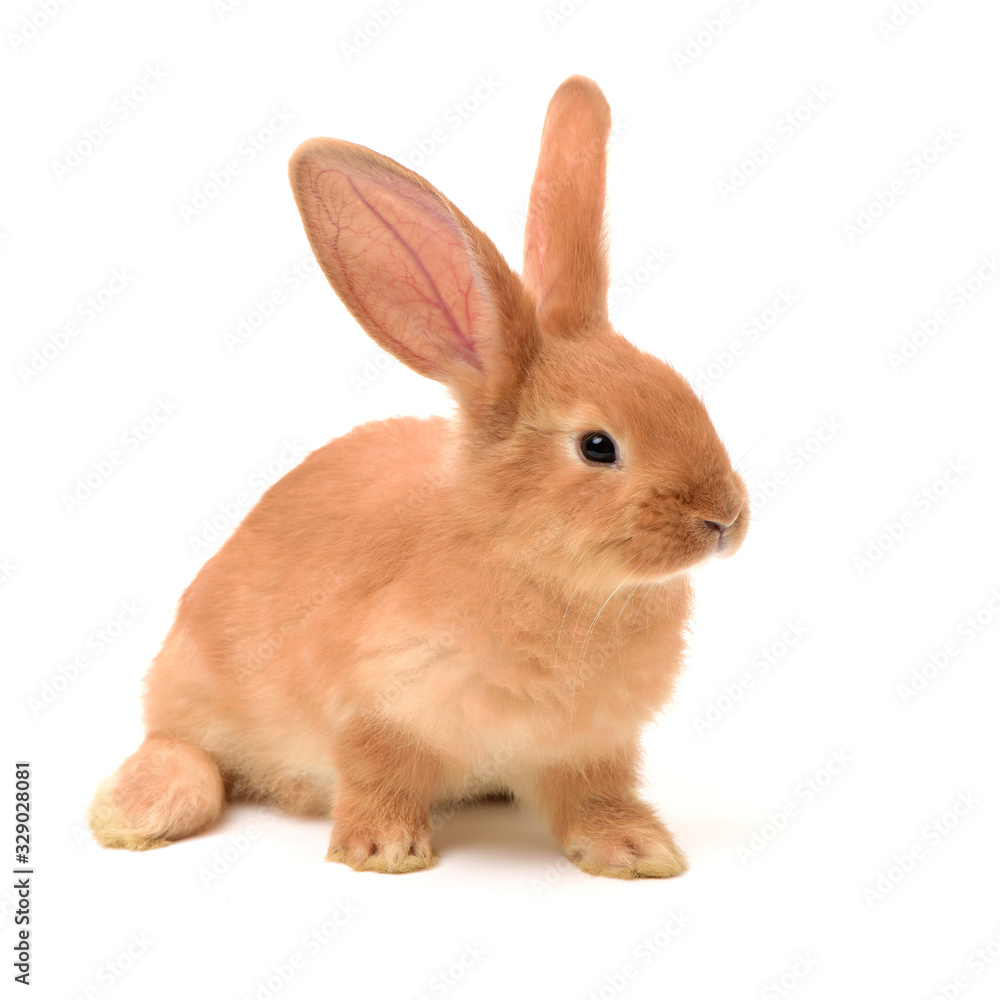 Fototapeta premium orange rabbit on white background 
